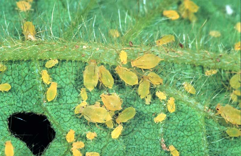 New to Bonsai Little Green Bugs Gardening Forum